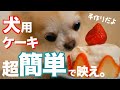 【超簡単】犬用ケーキの作り方【インスタ映えレシピ】