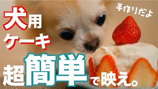 【超簡単】犬用ケーキの作り方【インスタ映えレシピ】