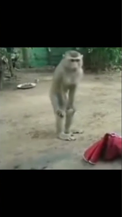 mentahan monyet viral tiktok dan instagram | viral mentahan jadi monyet viral tiktok dan instagram