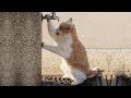 「かわいい猫」 笑わないようにしようとしてください - 最も面白い猫の映画 #360