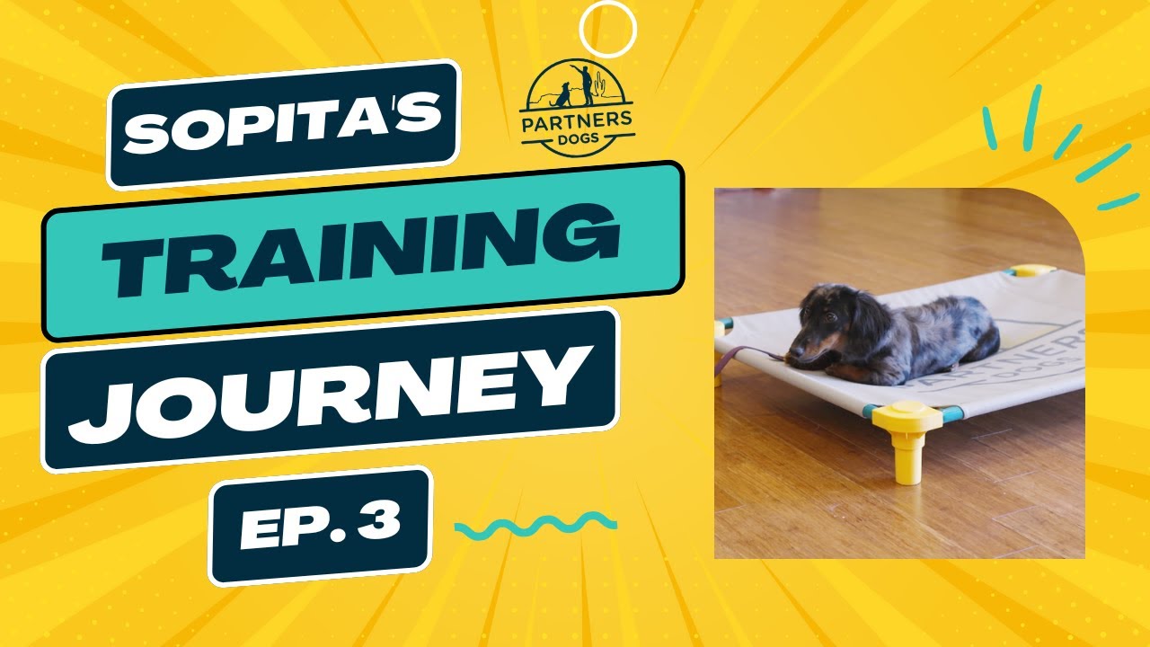 Partners Dog Training Journey | Sopita | Ep. 3