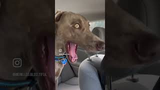 Going to the beach #dog #dogsofinstagram #puppies #puppy #greyghosts #weimaraners #dogs #weimaraner