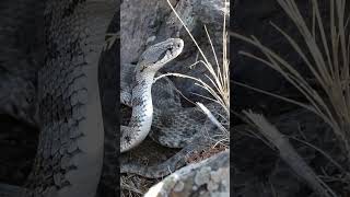 Blunt-nosed viper guarding Caucasus borders.