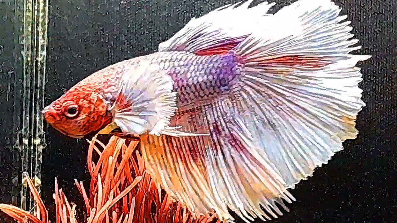 The Wild Betta Fish: Life of Wild Betta Fish Show #81