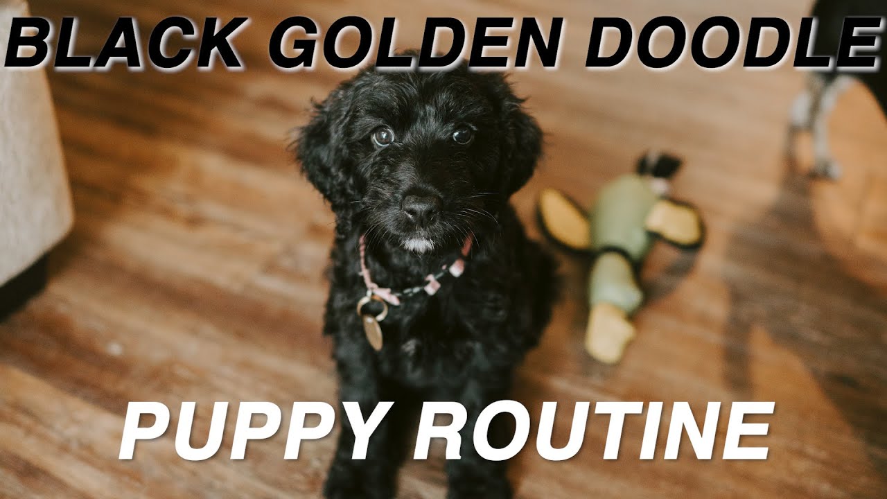 Our Puppy Routine with a Black Goldendoodle