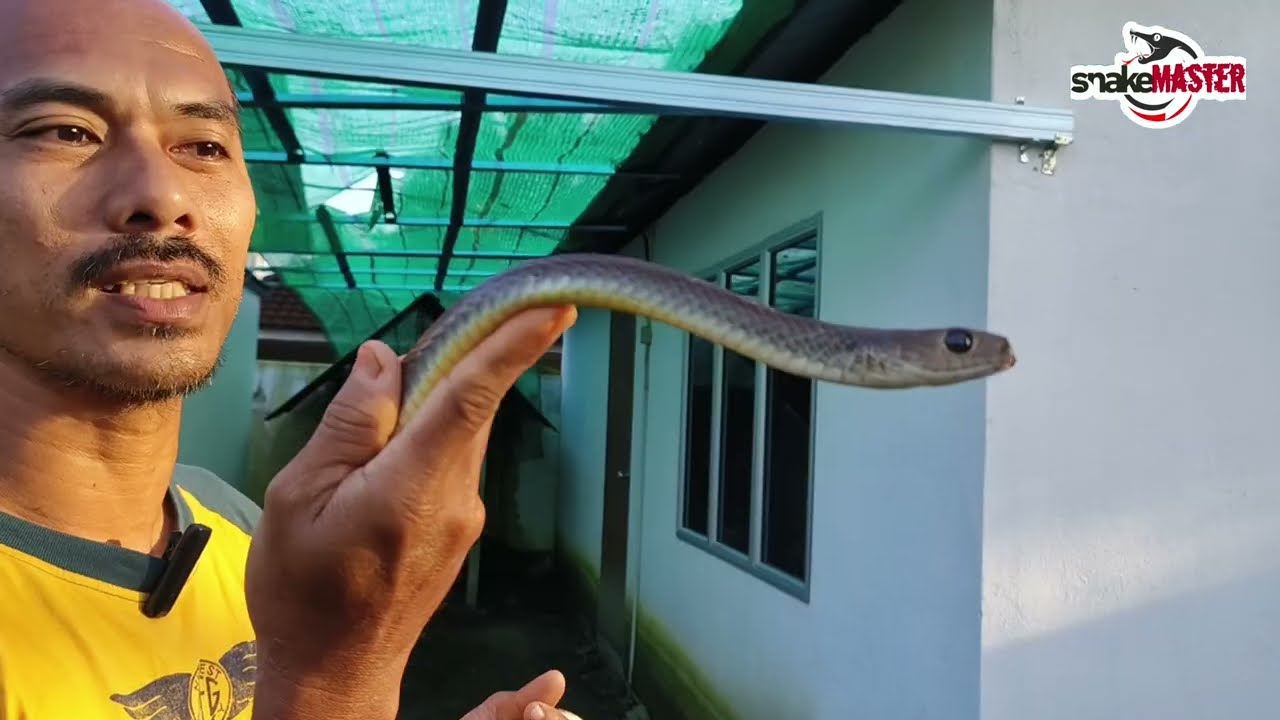 GUNA ULAR SEBAGAI PENGHALAU TIKUS DI RUMAH || MIJE SNAKEMASTER