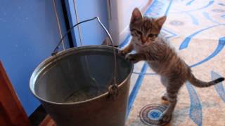 Котенок ныряет в воду. Смотреть до конца! Котенок ныряет в воду. Смотреть до конца!