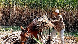 Tipos de siembra de caña