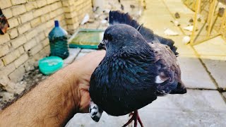 💐Today's catch was amazing, it deserves roses!💐 And I released the carrier pigeon for our followe...