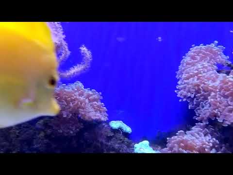 Sea horse Dubai underwater zoo