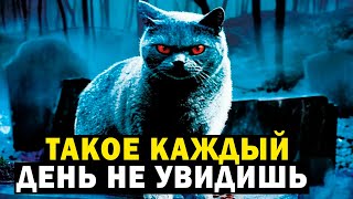 УЧЕНЫЕ ДОКАЗАЛИ! ТАКОЕ КАЖДЫЙ ДЕНЬ НЕ УВИДИШЬ!