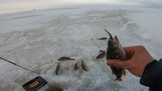 Из ОКУНЯ торчит МАЛЁК. Нашли стаю ГОЛОДНОЙ рыбы. Зимняя рыбалка на зимние блесны.