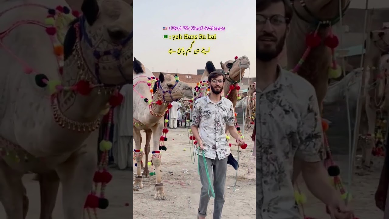 Pakistan Vs America 😁 // Camel mandi // Camel Qurbani // Funny shorts 