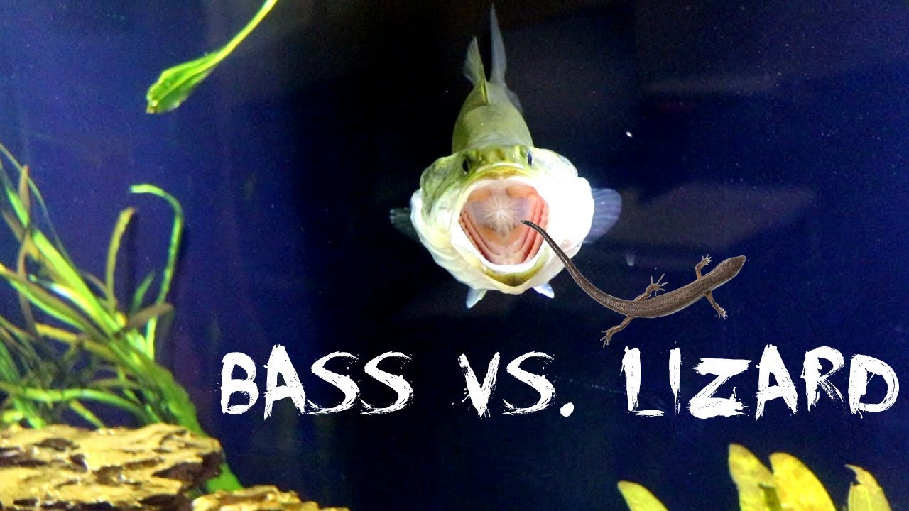 bass fishing at night PET BASS EATS A LIZARD!!