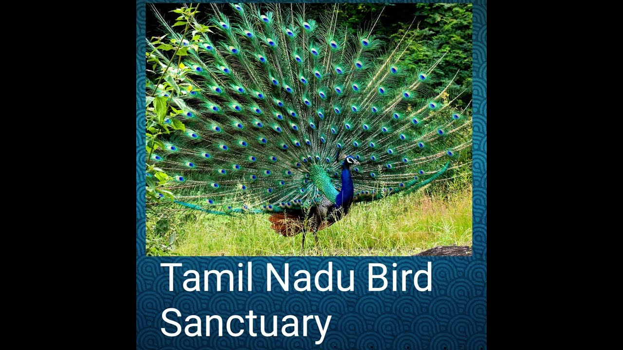 Tamil Nadu Bird Sanctuary with tricks
