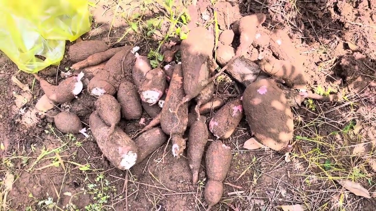 Wow potato in Cambodiab