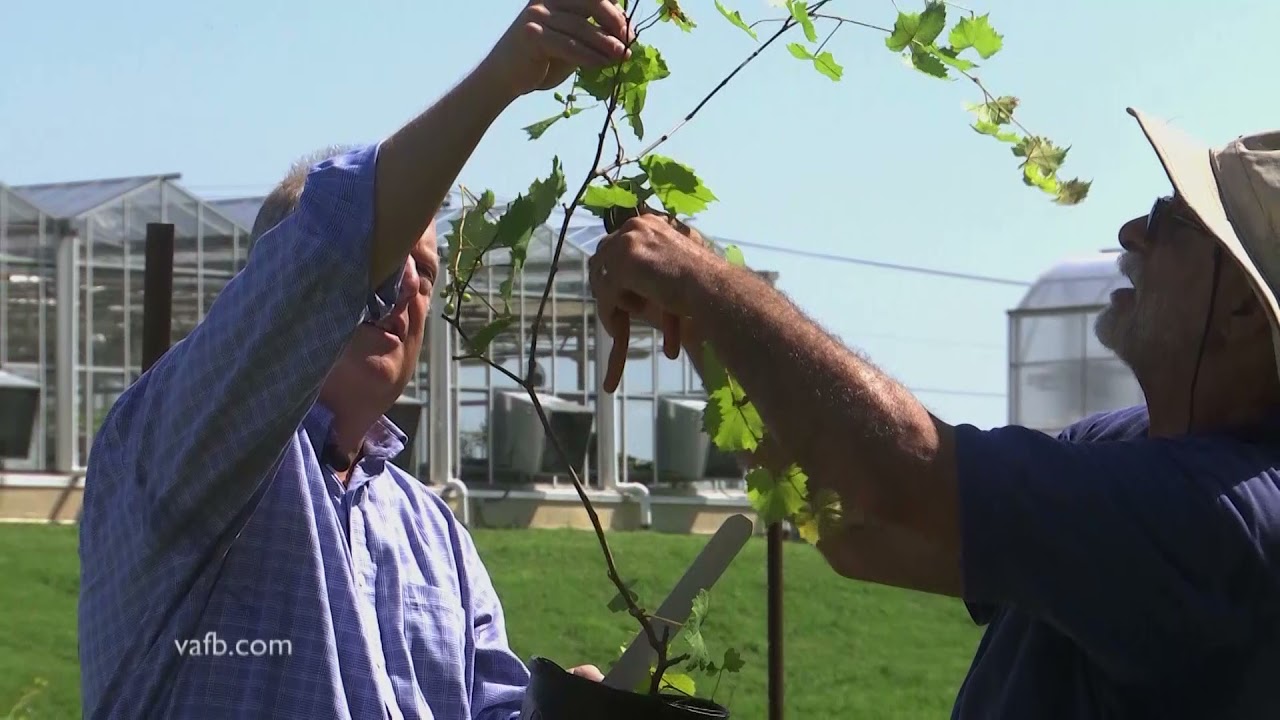 From The Ground Up Muscadine Grapes