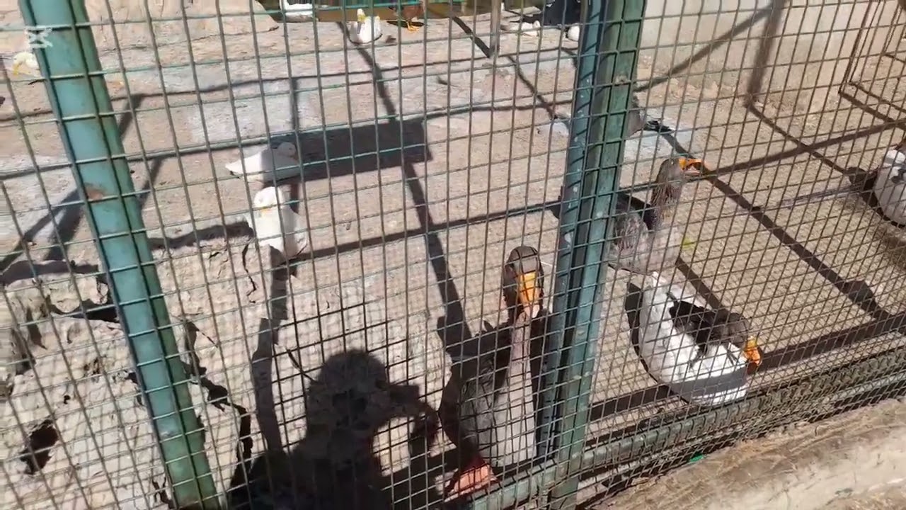 حديقة اخرى للطيورفي عمان وهي حديقة الامير هاشم الشميساني تابعوني ابعتو الفيديوللأصدقاء عشان يتابعوني