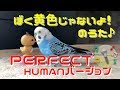 めちゃくちゃ喋るインコのピピによる「パーフェクトヒューマン」の替え歌♪ / Budgie sing a parody of a song "Perfect Human" [#059]