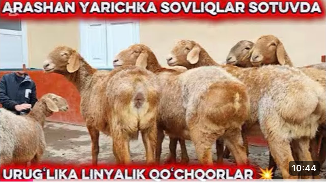 Yangi party arashan qozlar keldi bishkekdan soshling zorlari #rekvidyo #gisori#engarzoni #