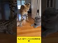 🐾🔥 母サーバルの圧倒的支配 #cat #funny #cute #youtubeshorts