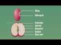 Embryo of Dicot Seeds Quiz