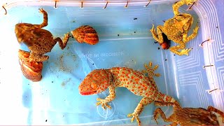 Look 🦎what would happen if frogs and geckos were in the same container!!!