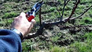 Poda De Duraznero 20 20