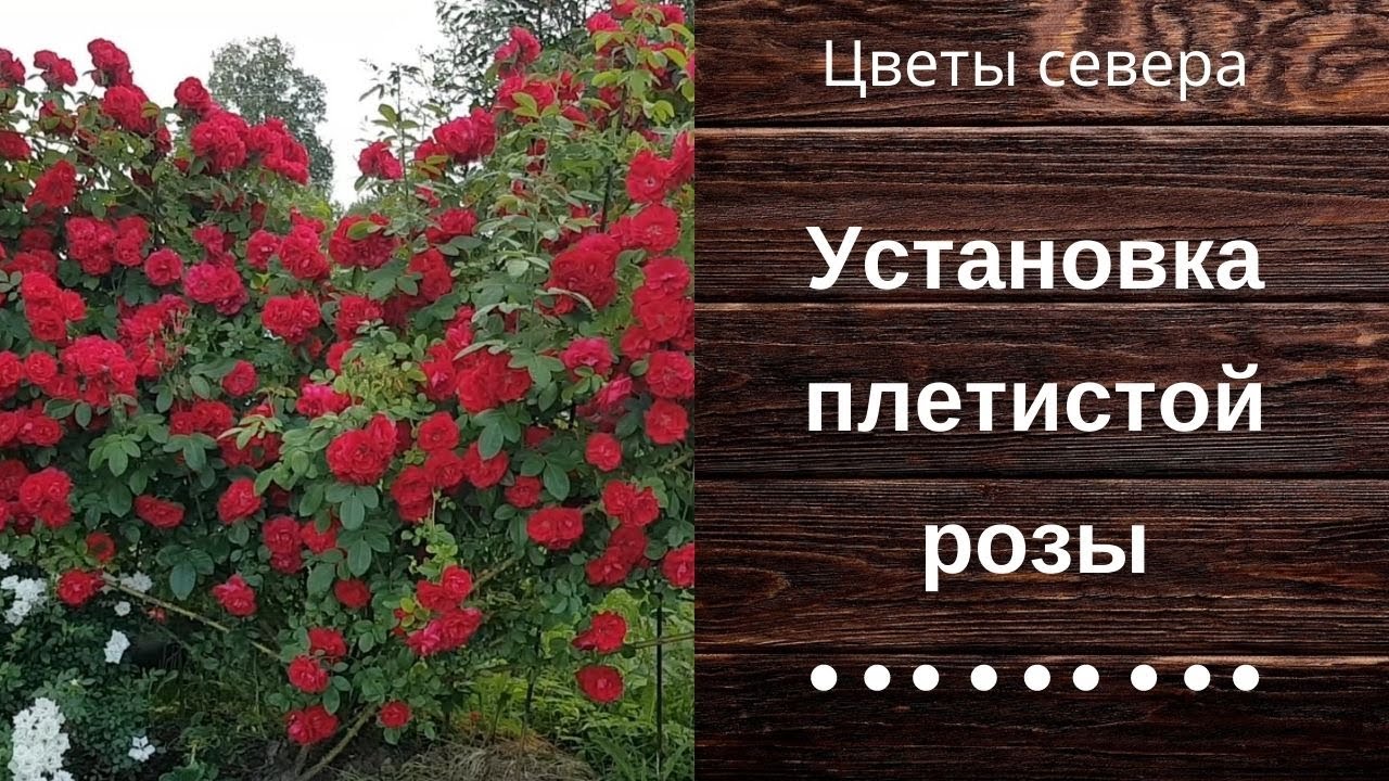 Роза Севера Интернет Магазин