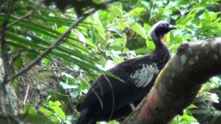 Black-fronted Piping-Guan (Aburria jacutinga - Spix, 1825)