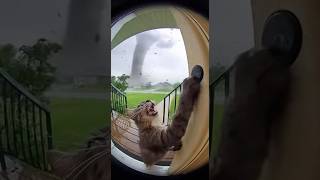 PURE TERROR: Can You Handle Hearing This Cat's SCREAM FOR HELP?! Heartbreak Alert! #cryingcat