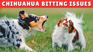 Mouthing, Nipping and Play Bitting in Chihuahua Dogs