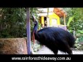 Close encounter with a cassowary