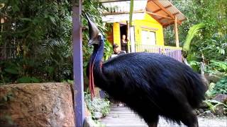 Close encounter with a cassowary