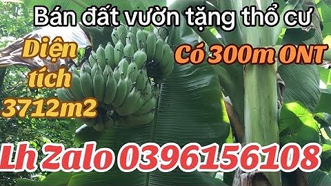 hoàn cảnh khó khăng lâm cảnh nợ nần cần bán gấp lô đất vườn trái cây có thổ cư để trả nợ