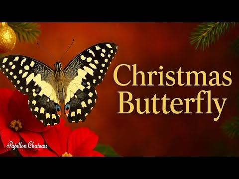 هذه الفراشة لا تظهر إلا في عيد الميلاد إليكم السبب