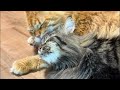 よりパパ【しゃあ猫団 ch.】 がライブ配信中!