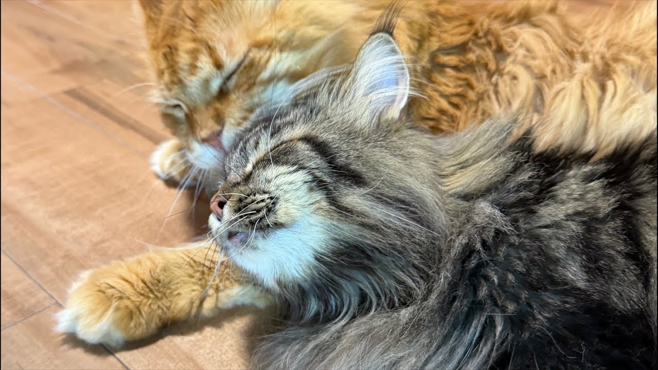 よりパパ【しゃあ猫団 ch.】 がライブ配信中!