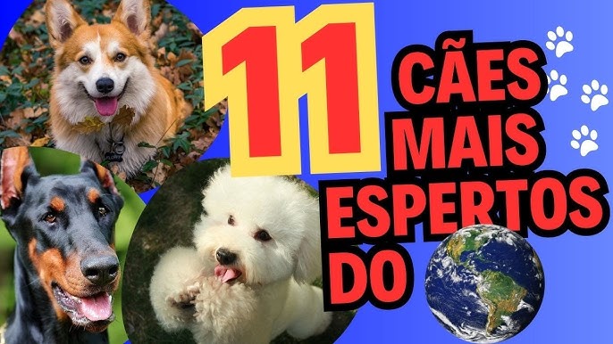 Qual é a raça mais inteligente de cachorro? - A Crítica de Campo