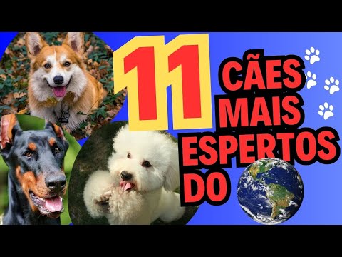 Vídeo: 11 raças de cães que precisam de muito exercício