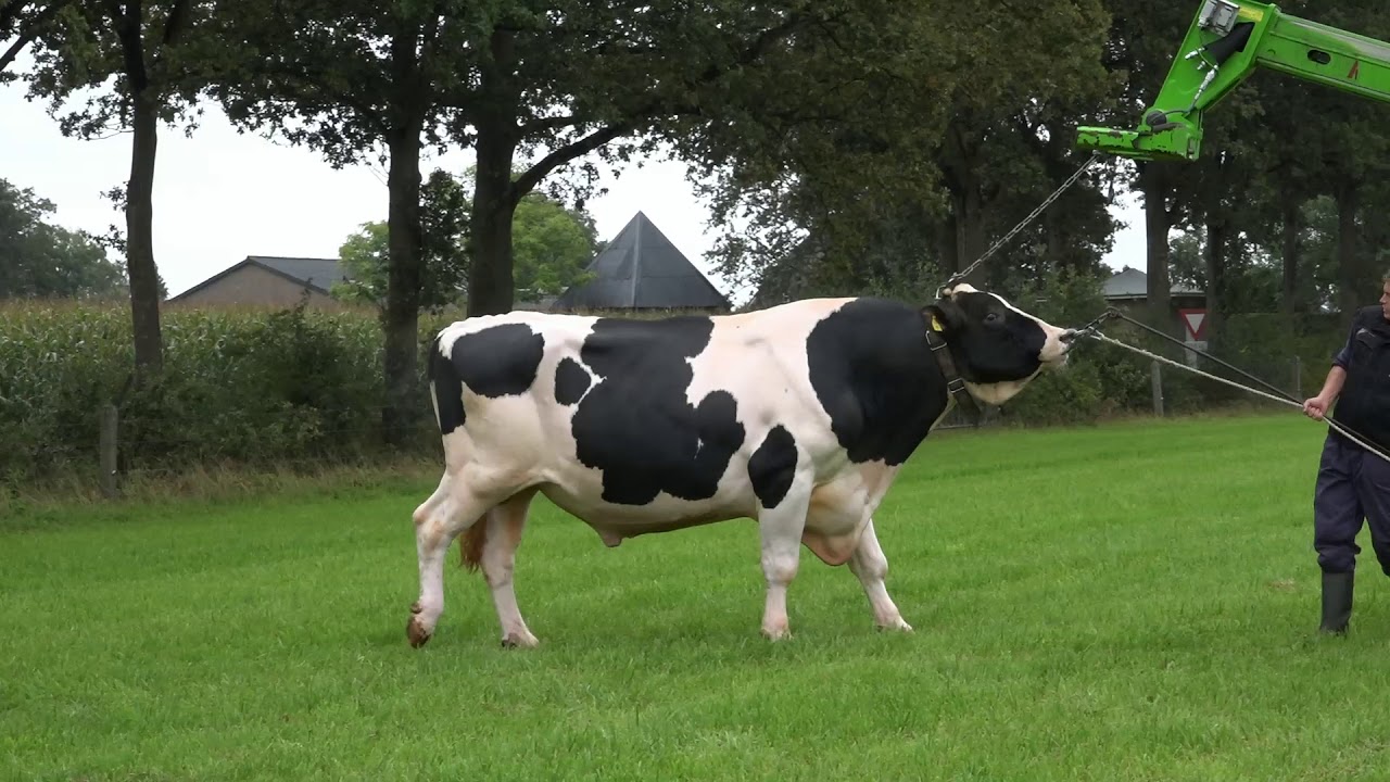 Analyseren van de kwaliteiten van stieren