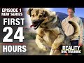EPISODE 1: My First 24 HOURS with the WILDEST, UNTRAINED DOG I’ve Ever Lived With