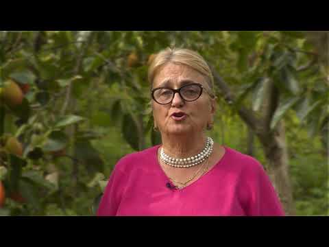 ხურმის წარმოება 4