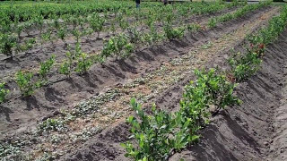 Let real expert blueberry farmers at https://www.dimeofarms.com help
you plant your own organic farms with our ultra-heavy bearing large
...