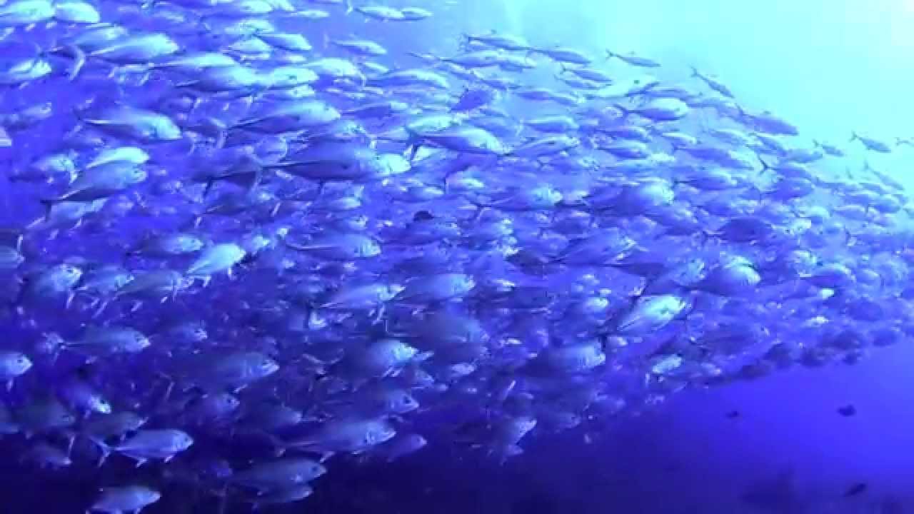 Big-Eye Jack Fish Tornado in Koh Lipe | Underwater HD by Scuba Explorer ...
