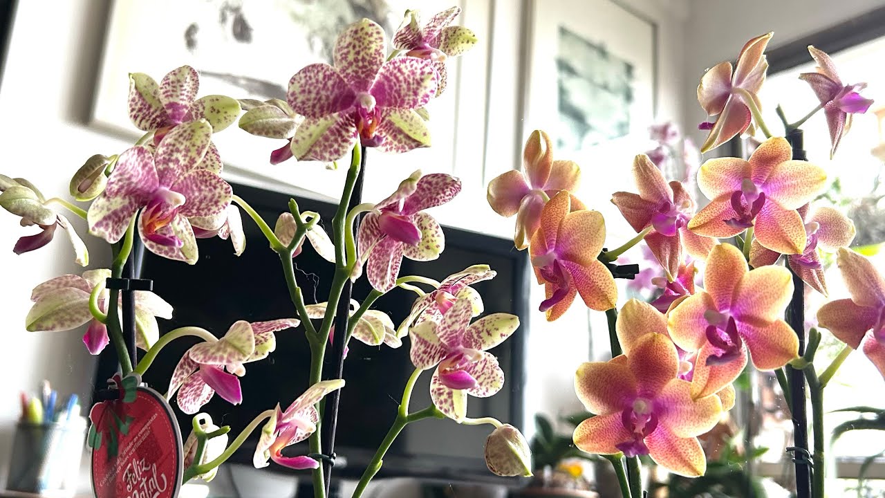 Yellow Hummingbird Mini Phalaenopsis repotted after 6 and a half