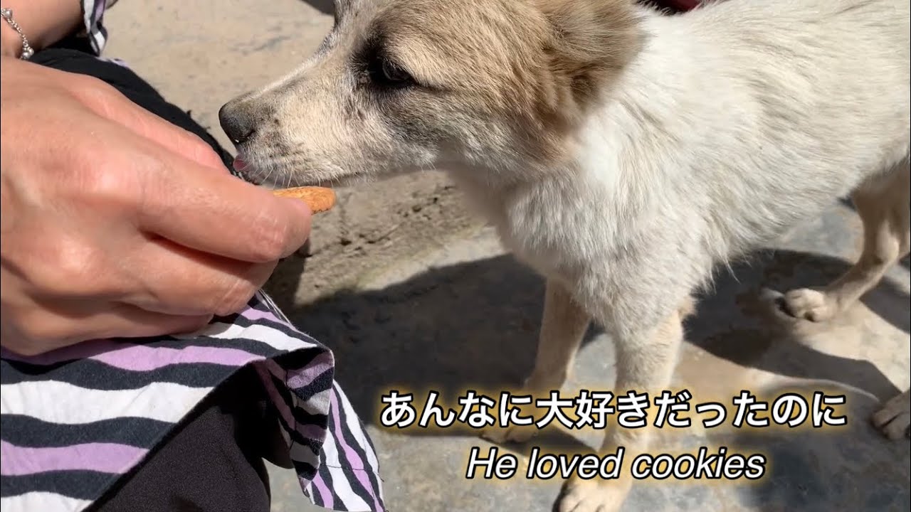 片耳が欠けた子犬が病気で何も食べない！その時、、、A oneeared puppy. He can't eat