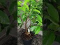 Day 42: Overview a Bonsai. A serene morning with gentle watering and relaxing tunes. #relax #bonsai