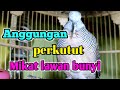 Suara panggilan perkutut lokal naikin emosi