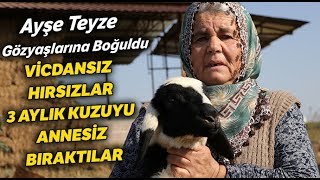 Koyunları Çalınan Ayşe Yeyze: “Yüreğim Yanıyor, Hırsızlar Koyunlarımı Getirsin”
